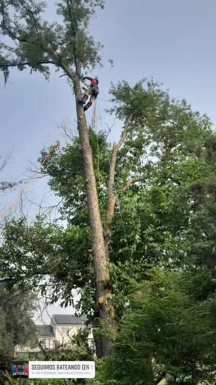 Tree Removal and Planting Services